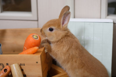 陸男童餵兔子「食指被咬斷」　破肚找斷指「結果根本沒吞」
