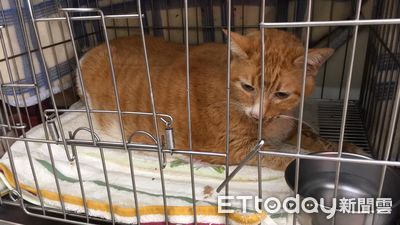 遭主人遺棄...10KG橘貓拒進食「想餓死自己」　來不及救援突離世
