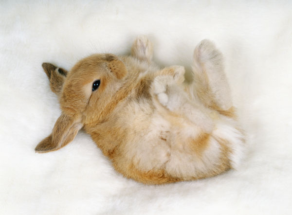 ▲兔子可愛療癒，但對飼養環境相當要求，日常照顧不能輕忽。（示意圖／達志影像）