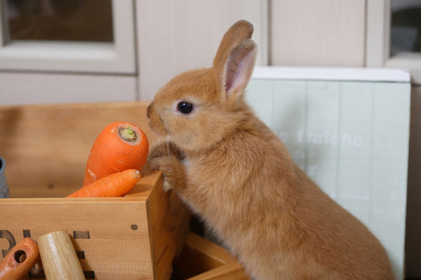 ▲兔子只愛吃胡蘿蔔是大眾普遍擁有的迷思。（示意圖／達志影像）