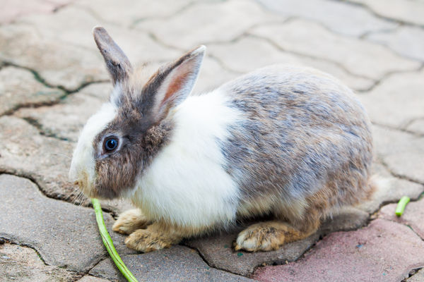 ▲乾牧草與飼料才是最適合兔子的主食。（示意圖／達志影像）