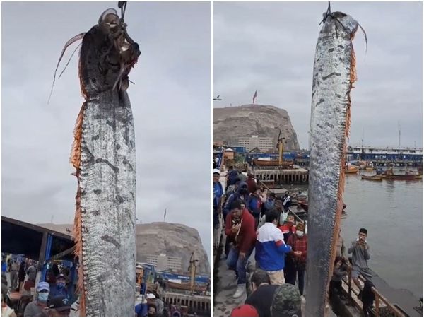 ▲▼智利漁民7月捕到一尾5公尺地震魚（皇帶魚）。（圖／翻攝自TikTok）