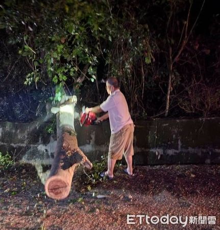 ▲台東池上鄉振興村內1棵高逾10米的相思樹深夜倒塌，巨大聲響嚇壞村民。（圖／台東縣警察局提供，下同）