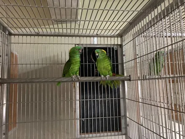 ▲▼非法養黃領帽亞馬遜鸚鵡、緬甸星龜　飼主稱「10年前買的」被送辦。（圖／新北市動保處提供）