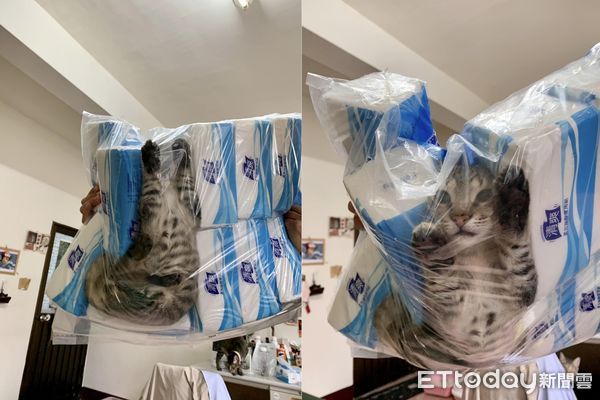 ▲▼確診在家7天收到「貓咪真空包」還附贈衛生紙　媽嘆：貓也瘋了。（圖／IG@huazai.marlboro提供）