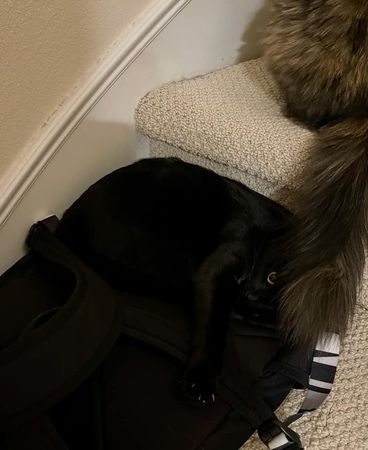 ▲翻遍家找嘸愛貓　背包多一坨「熟睡黑毛球」媽鬆口氣：真沒注意到。（圖／有點毛毛的／網友孫宗玟提供）