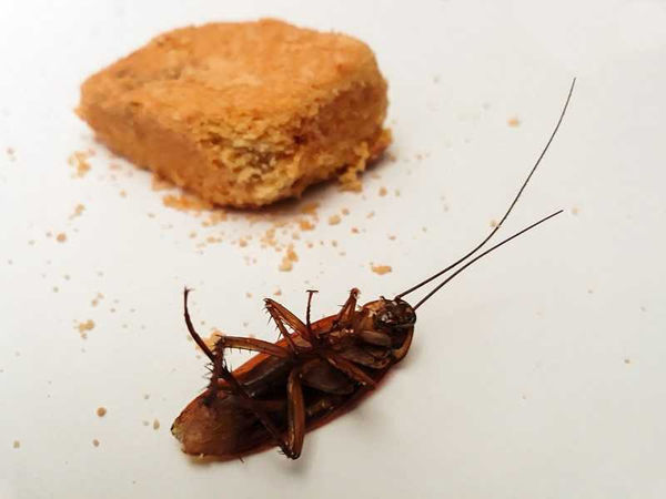 蟑螂適應環境的能力很強。（示意圖／翻攝自pixabay）