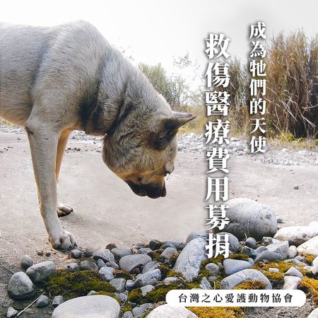 圖／台灣之心愛護動物協會授權大檸檬使用