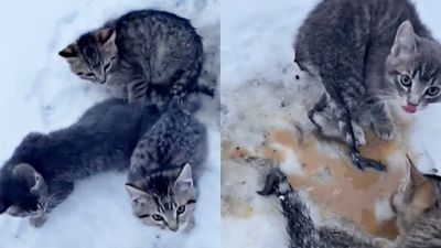 3小貓「尾巴結凍」受困雪地！工人路過急淋熱咖啡救援　收編幸福照瘋傳