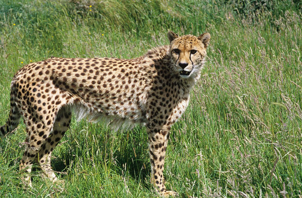 ▲▼獵豹,Cheetah。（示意圖／達志影像）