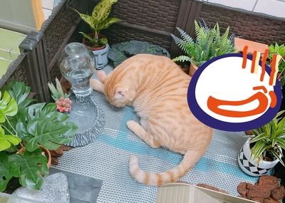 跟烏龜搶家！9KG肥貓強行入住塞滿窩　媽見「角落縮頭生物」傻眼