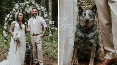 愛狗合照婚紗「尷尬不失禮的笑」　攝影師見毛片笑死：很像路過被抓來
