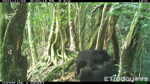 ▲自動相機捕捉到廣原黑熊Mulas挖掘樹洞覓食影像。（圖／台東林管處提供，下同）