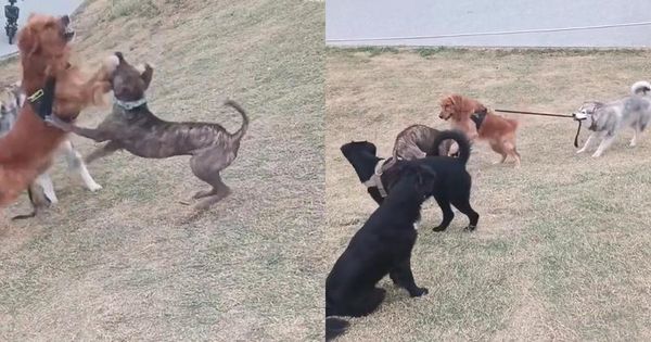 黃金獵犬受不了米克斯的挑釁，雙方開打，但阿拉斯加犬緊咬黃金獵犬的牽繩勸架。（翻攝自吐槽大亨微博）