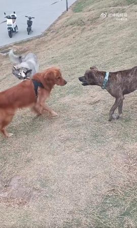 米克斯（右）不斷挑釁黃金獵犬（左），後方的阿拉斯加犬試圖將黃金獵犬拉離現場。（翻攝自吐槽大亨微博）