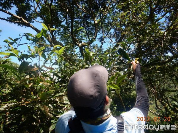 ▲南投林管處和茶改場首度公開林下經濟新品項「台灣原生山茶（眉原山品系）」。（圖／南投林管處提供）