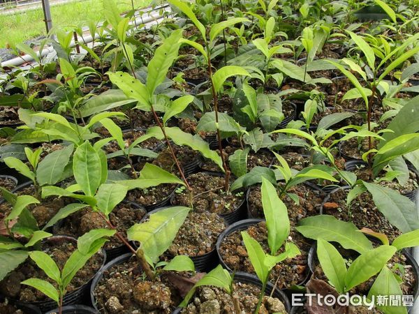 ▲南投林管處和茶改場首度公開林下經濟新品項「台灣原生山茶（眉原山品系）」。（圖／南投林管處提供）