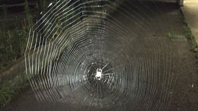 騎腳踏車突遇「超巨型蜘蛛網」　面積快擋整條路！網嚇：免費上網