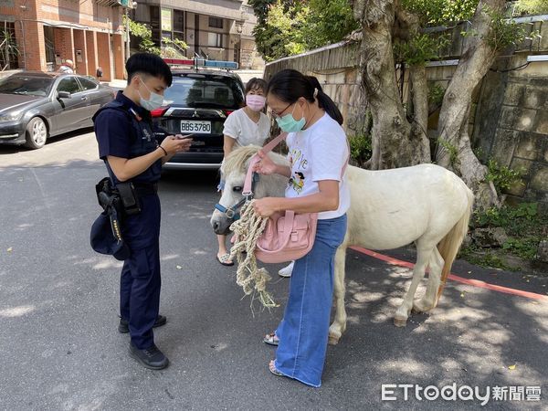 ▲▼迷你馬在新店安忠路逛大街，汽機車紛紛走避，動保處協助安置             。（圖／記者陳以昇翻攝）