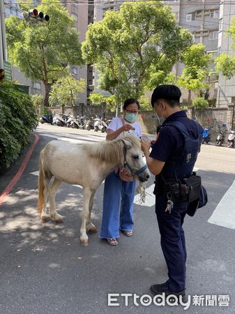 ▲▼迷你馬在新店安忠路逛大街，汽機車紛紛走避，動保處協助安置             。（圖／記者陳以昇翻攝）