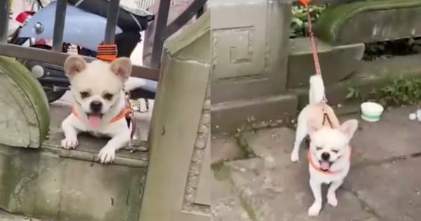 中國一隻狗狗在公園入口被攔下，繳了2元後「停」在電動機車停車場。（翻攝自山海視頻）