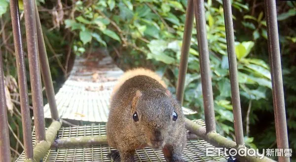 ▲新北打造生態廊道防路殺 松鼠、藍鵲悠閒自在過路。（圖／新北市農業局提供）