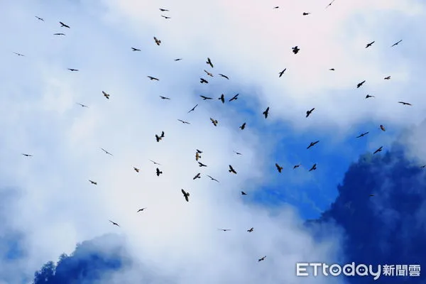 ▲玉管處舉辦「鷹越塔塔加」賞鳥、賞鷹體驗活動。（圖／玉山國家公園管理處提供，下同）