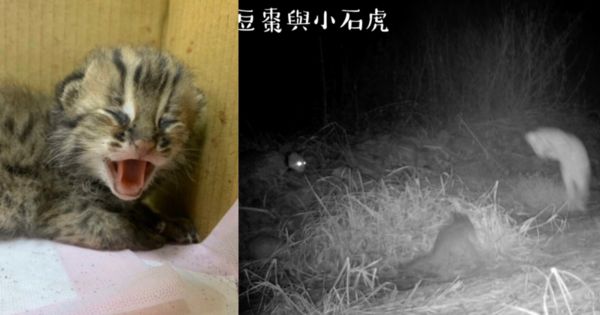 去年被撿到的失親石虎豆棗（左），今年4月野放後成功產下2寶。（翻攝自林務局-森活情報站臉書）