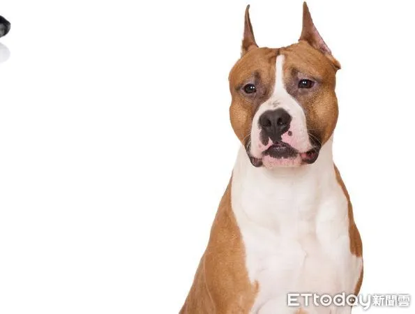 ▲台東縣首次比特犬絕育補助。（圖／記者楊漢聲翻攝）