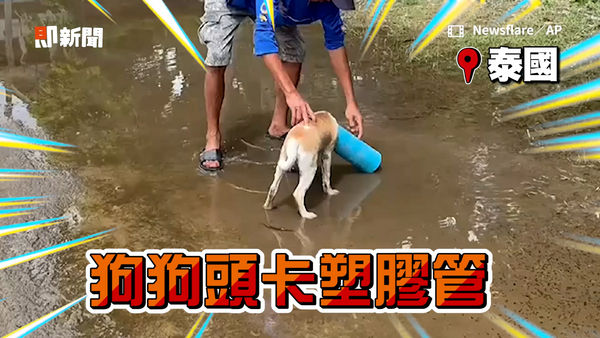 ▲泰國一隻狗狗頭卡在塑膠管內。（圖／Newsflare／AP）