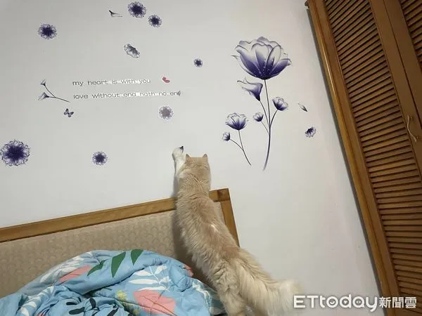 貓咪揍牆壁。（圖／飼主Chih-Ting Li提供）