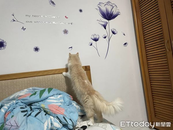 貓咪揍牆壁。（圖／飼主Chih-Ting Li提供）
