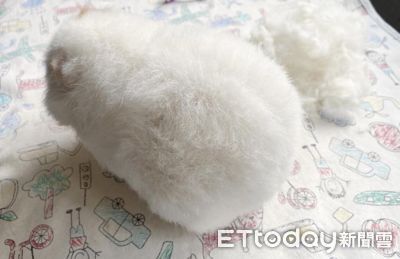 「我家棉花糖會動」飼主曬家中超狂寵物 還有軟爛路霸不給過