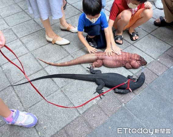 ▲「我家棉花糖會動」飼主曬家中超狂寵物　還有軟爛路霸不給過。（圖／寵物雲網友提供，請勿隨意翻拍，以免侵權。）