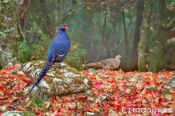 ▲擁有全國最多鳥類生態攝影家的「拍鳥俱樂部」，10月6日起在台南市國立生活美學館舉辦「第7屆瞬影。永恆聯展」，聯合展出鳥類作品上百幅，歡迎全國民眾踴躍觀賞。（圖／記者林悅翻攝，下同）  