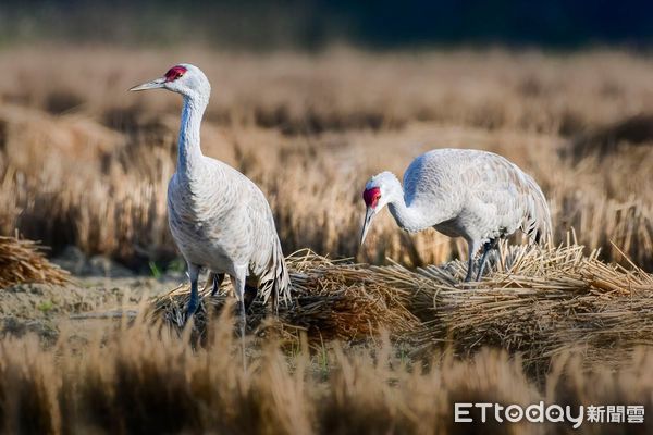 ▲擁有全國最多鳥類生態攝影家的「拍鳥俱樂部」，10月6日起在台南市國立生活美學館舉辦「第7屆瞬影。永恆聯展」，聯合展出鳥類作品上百幅，歡迎全國民眾踴躍觀賞。（圖／記者林悅翻攝，下同）  