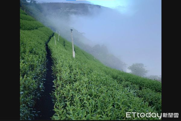 ▲史上第一遭！中橫便道坍方封閉，梨山冬茶改走水路。（圖／七叔公提供）