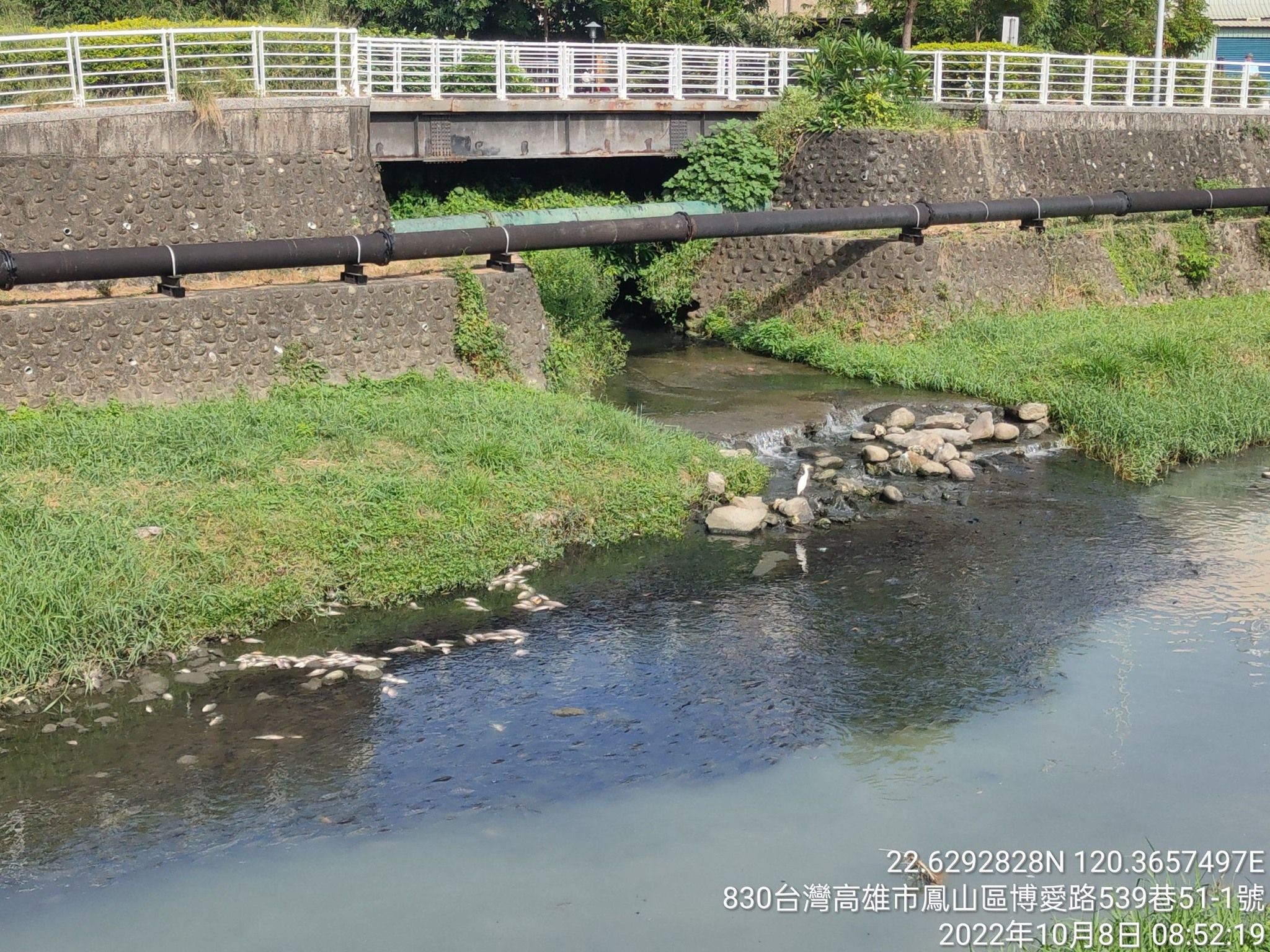 ▲▼高雄鳳山溪大量魚屍。（圖／高雄環保局）