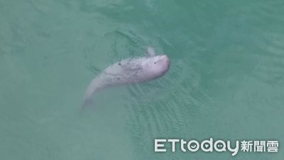 長江禁漁滿五年曝生態成績單　江豚數量增至1426頭