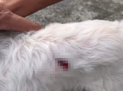 高雄男持BB彈射狗「血跡染紅白毛」 飼主急喝止他狠踩油門撞傷人