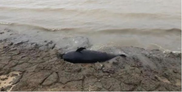 ▲大陸民眾發現國寶江豚擱淺死亡在鄱陽湖湖灘。（圖／翻攝極目新聞）