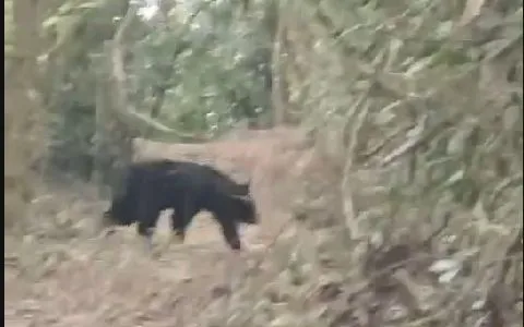 ▲山友拍到台灣黑熊，引來討論            。（圖／山友提供）