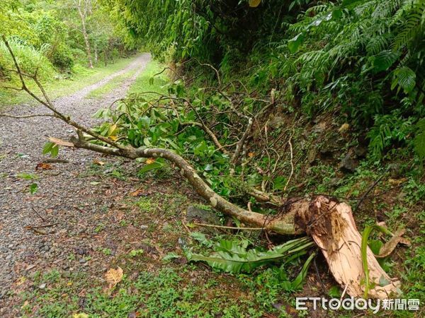 ▲▼豪大雨已造成山區步道、山徑有樹倒及落石情形。（圖／記者王兆麟翻攝，下同）