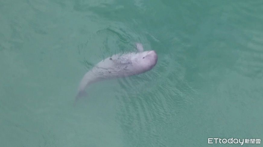 長江禁漁滿五年曝生態成績單 江豚數量增至1426頭