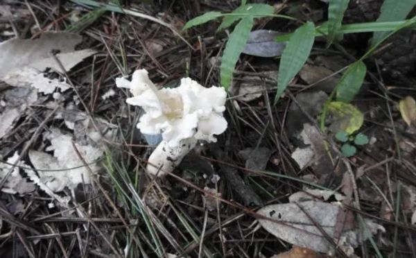 ▲大陸山林發現的新物種「白蓋雞油菌」。（圖／翻攝環球網）