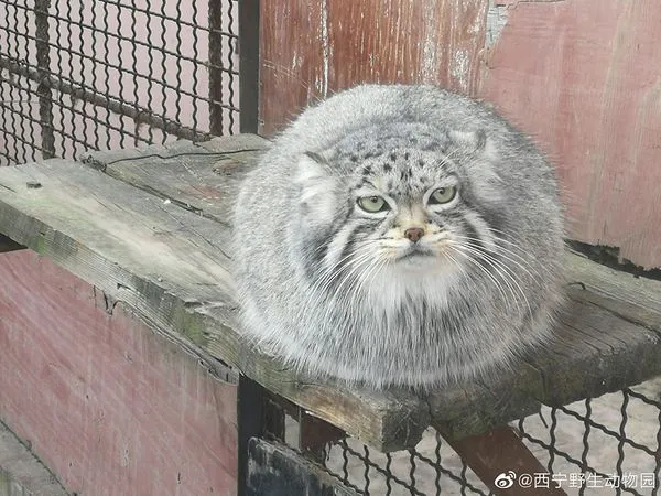 ▲▼中國唯一圈養雄兔猻噎死！曾因「4秒俠事蹟」爆紅網路獲綽號。（圖／翻攝西寧野生動物園）