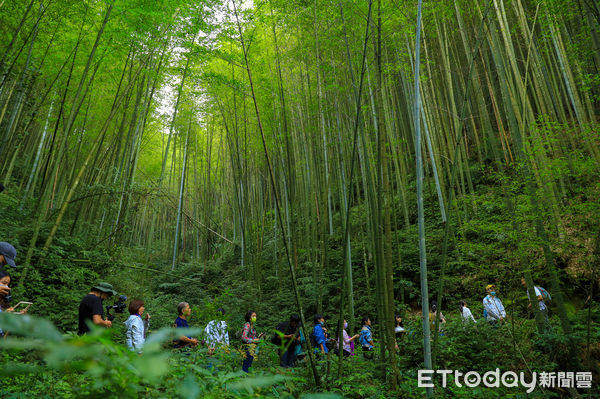 ▲▼草嶺石壁森林療癒祭。（圖／記者蔡玟君攝）