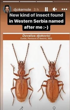 ▲▼ 新物種甲蟲用喬科維奇命名         。（圖／翻攝自喬科維奇IG）