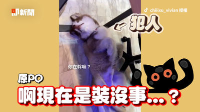 影/拆家現場超混亂 肇事二哈「這舉動」媽傻眼