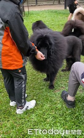 ▲想幫愛犬拍網美照...驚見「台灣本土黑毛豬」　媽嘆：獒界矮冬瓜。（圖／粉專「芒果柚柚妹妹new life」提供，請勿隨意翻拍，以免侵權。）